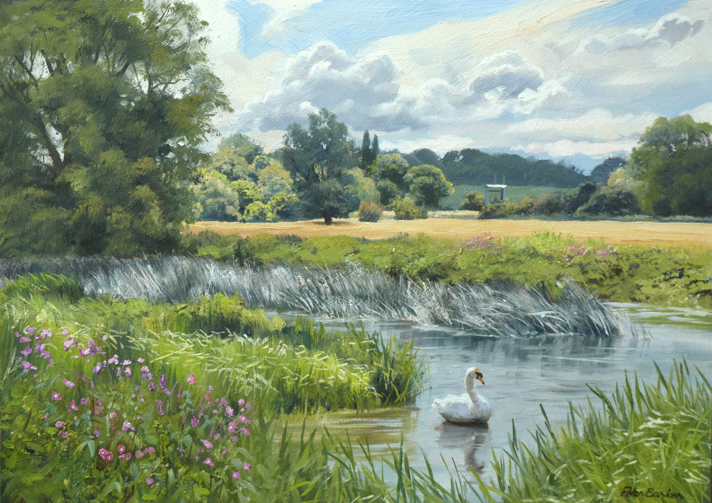 Swan on the Nene Millstream at Castor, by Peter Barker RSMA